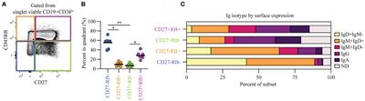 CD45RB Glycosylation and Ig Isotype Define Maturation of Functionally Distinct B Cell Subsets in Human Peripheral Blood